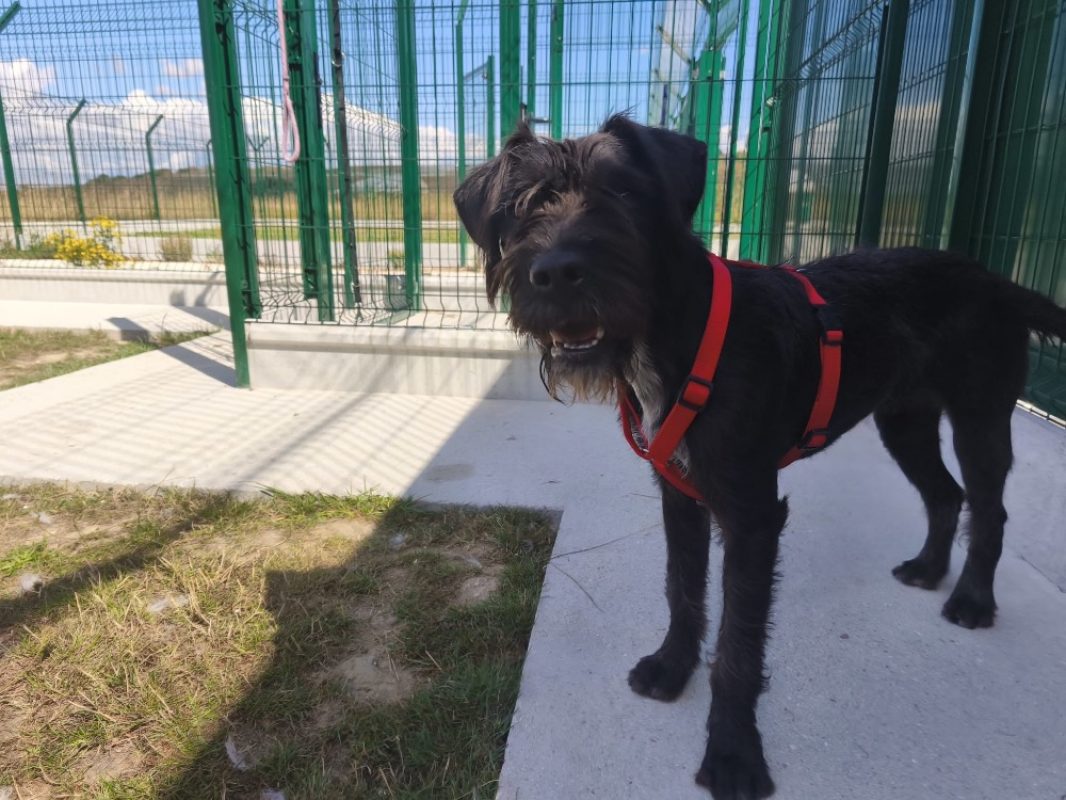 Abby - Chien Briquet Griffon Vendéen à adopter