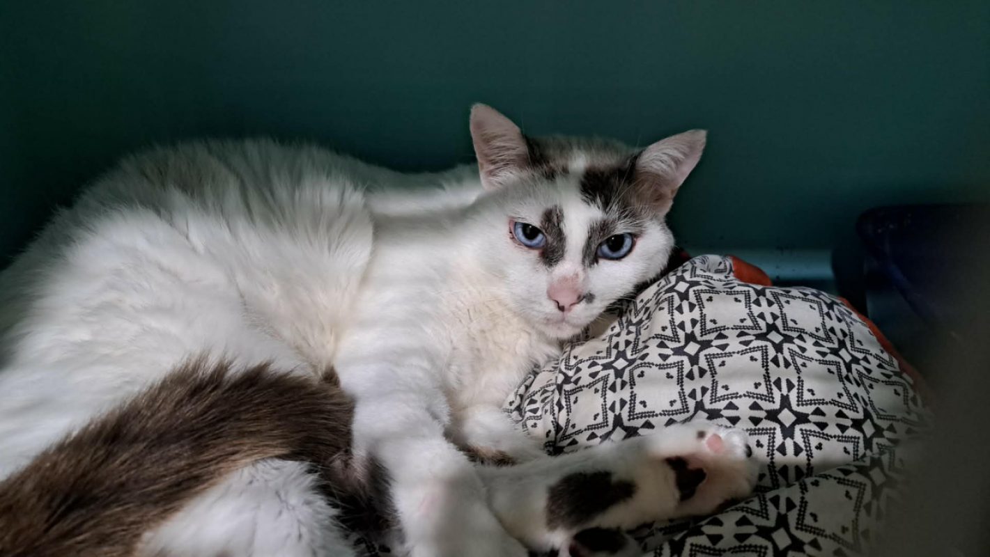 Calisson - Chat Européen à adopter