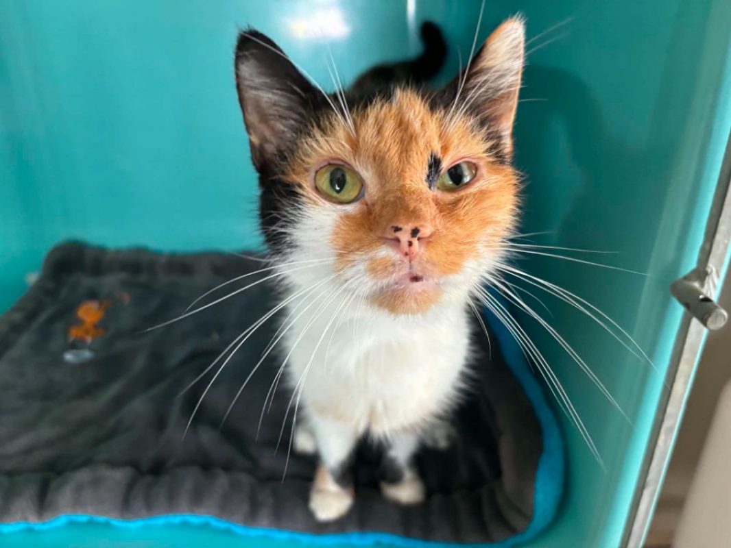 Lulubel - Chat Européen à adopter