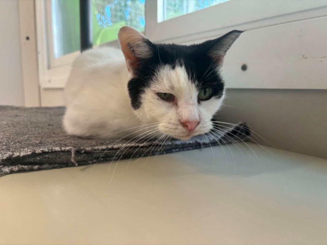 Poupette - Chat Européen à adopter