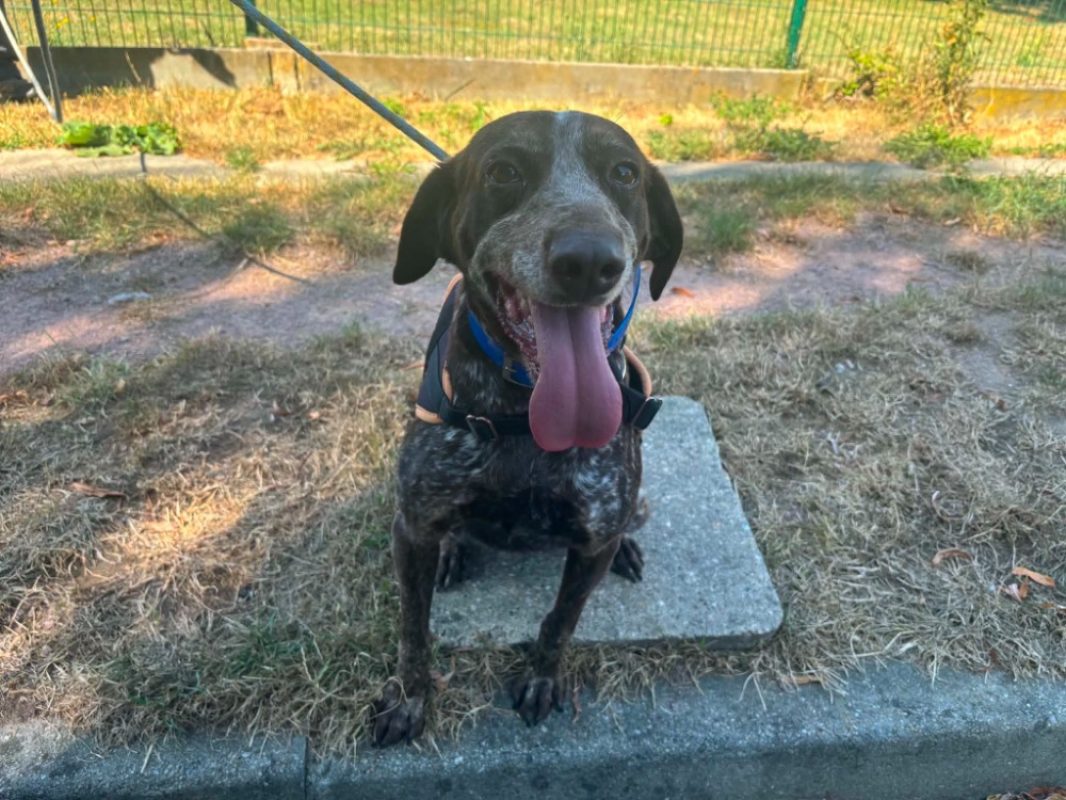 Poly - Chien Braque allemand à poil court à adopter