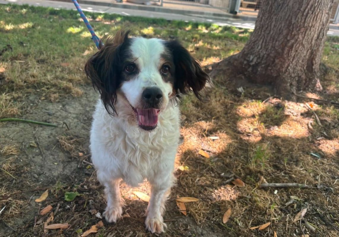 Judy - Chien Epagneul Breton à adopter