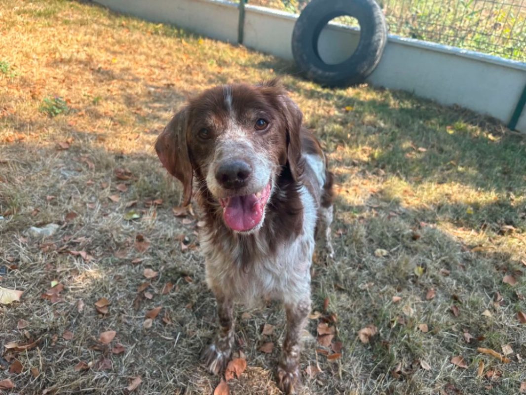 Isis - Chien Epagneul Breton à adopter