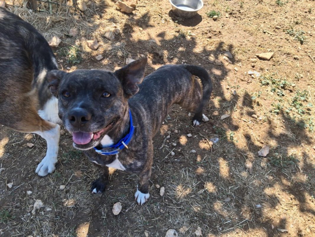 Nala - Chien Bouledogue Américain à adopter