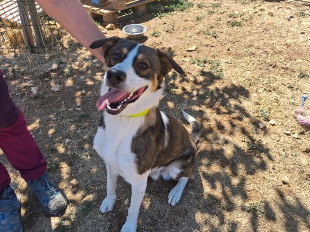 Simba - Chien Berger à adopter