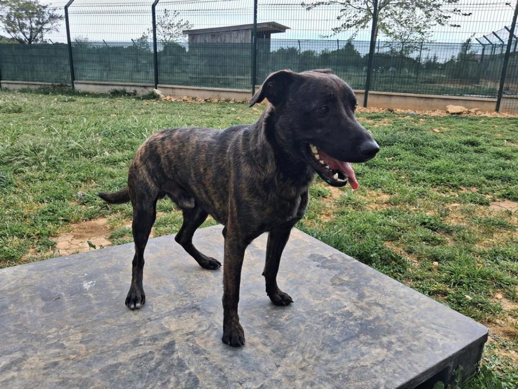 Youki - Chien Berger à adopter