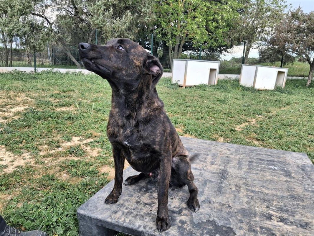 Youki - Chien Berger à adopter - photo 2