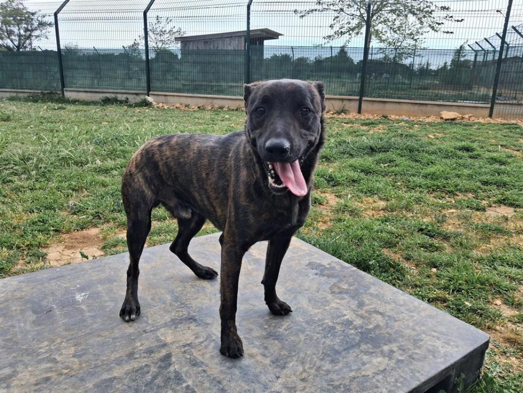 Youki - Chien Berger à adopter - photo 3