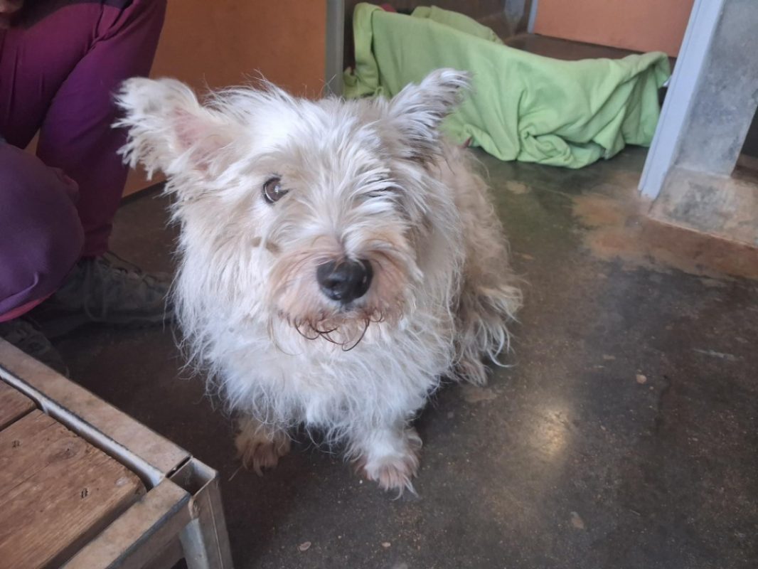 N'zo - Chien West Highland White Terrier à adopter