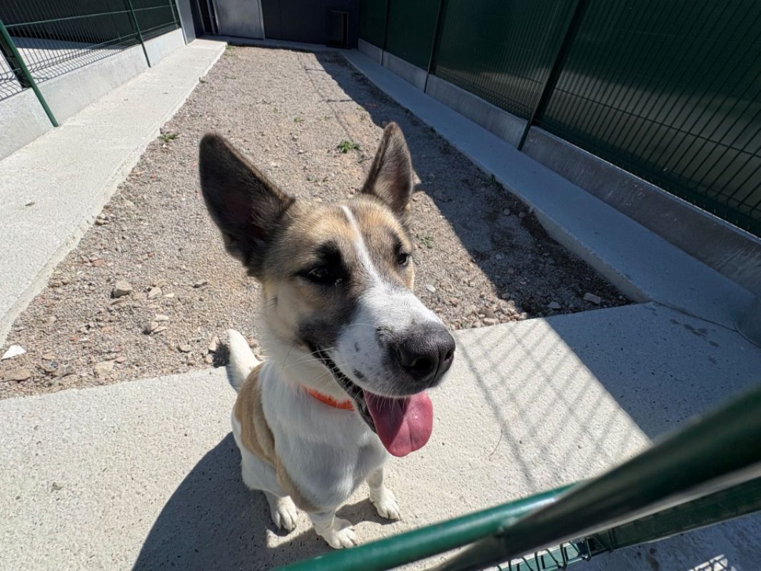 Athena - Chien à adopter