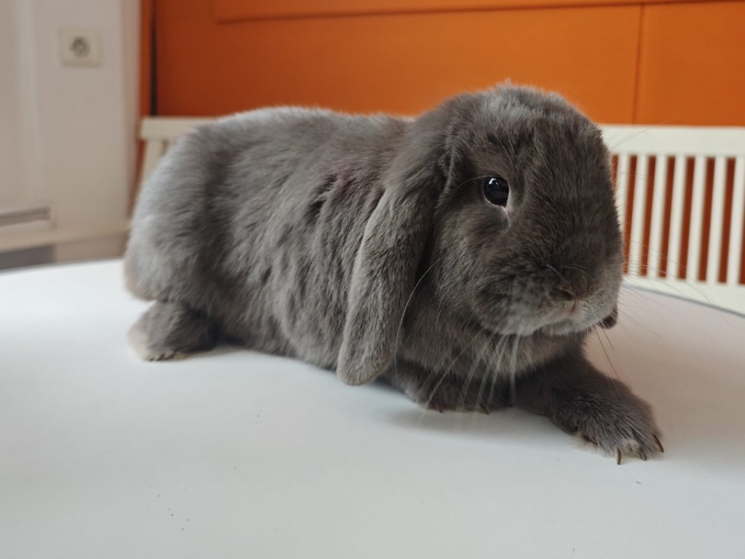 Bobby - Rongeur Lapin à adopter