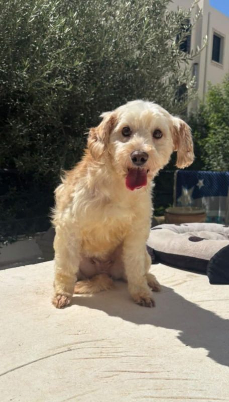 PIKA - Chien à adopter - photo 3