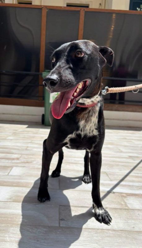LISA - Chien à adopter - photo 6