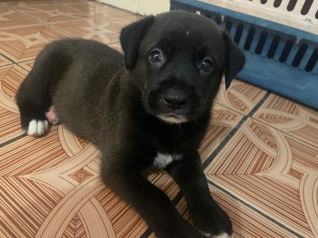 Tok - Chien à adopter
