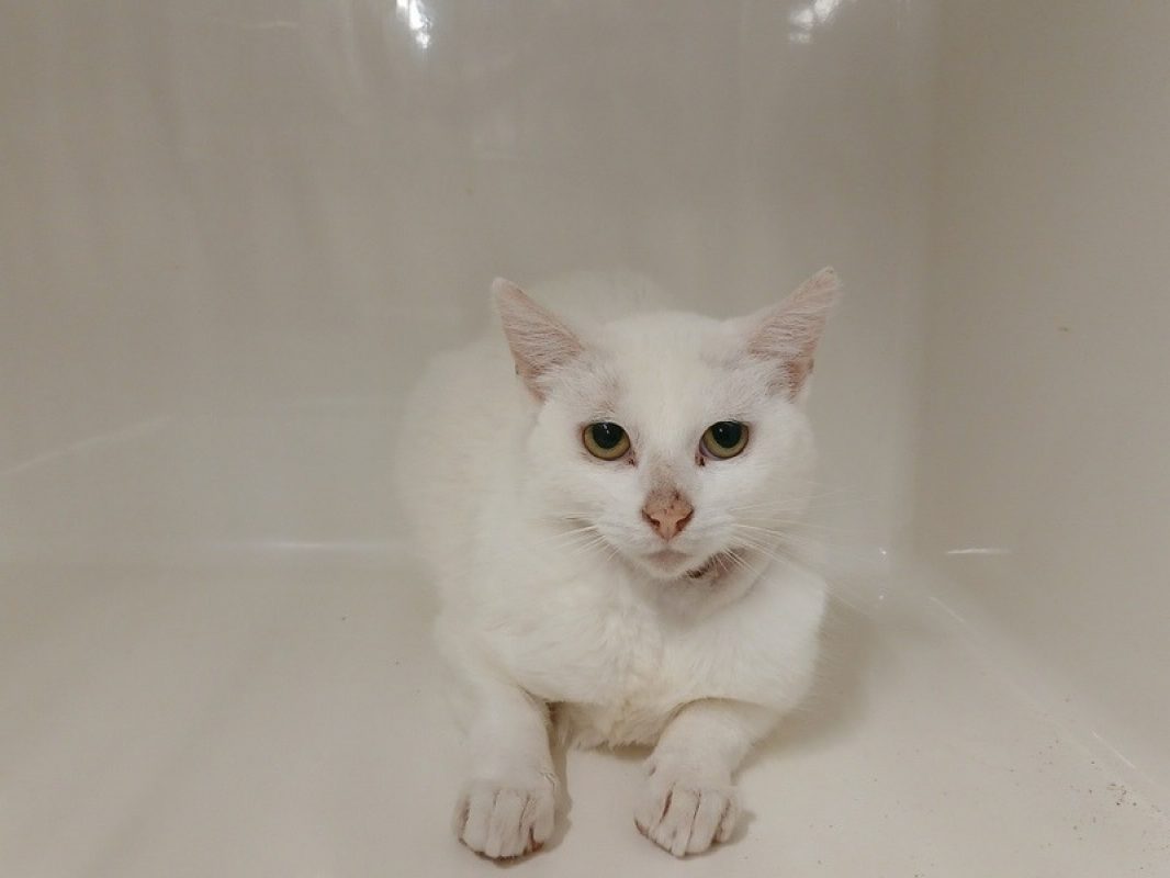 Halie - Chat Européen à adopter