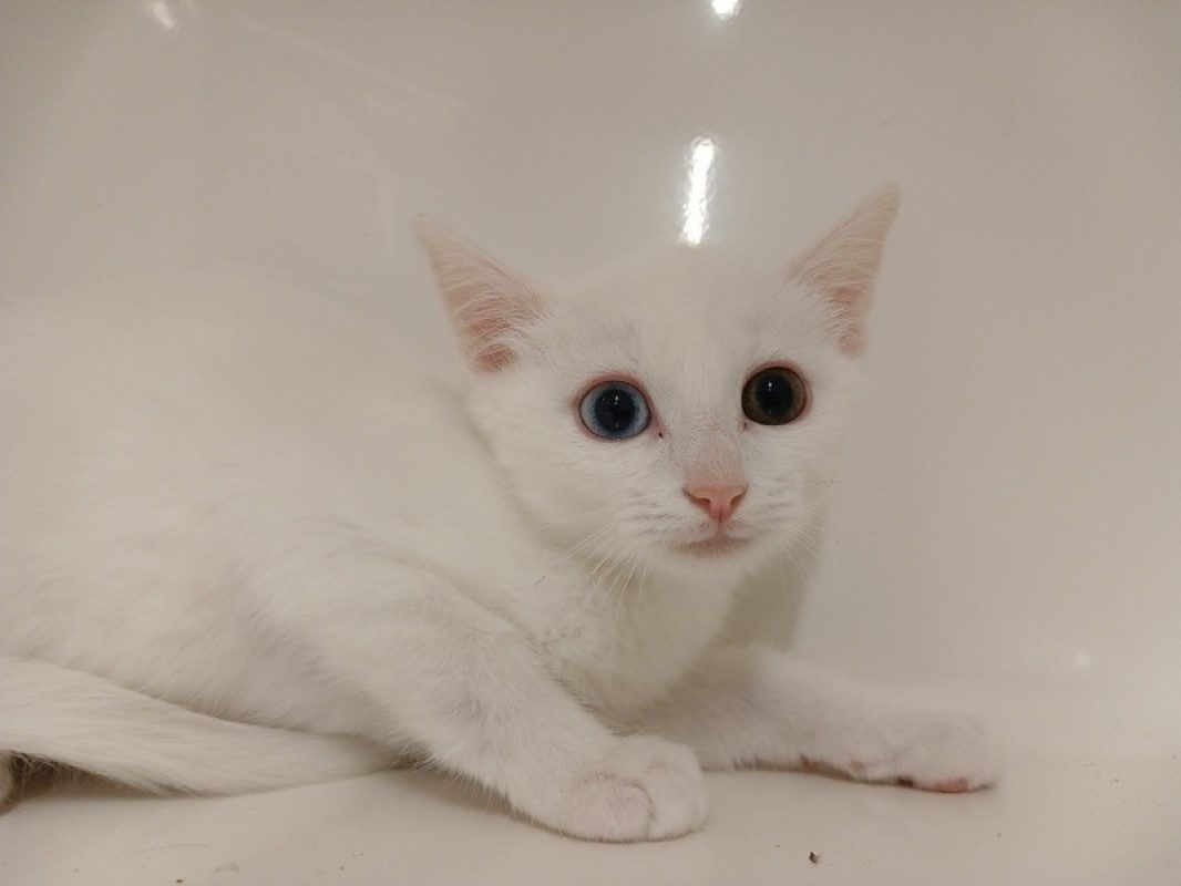 Craig - Chat Européen à adopter