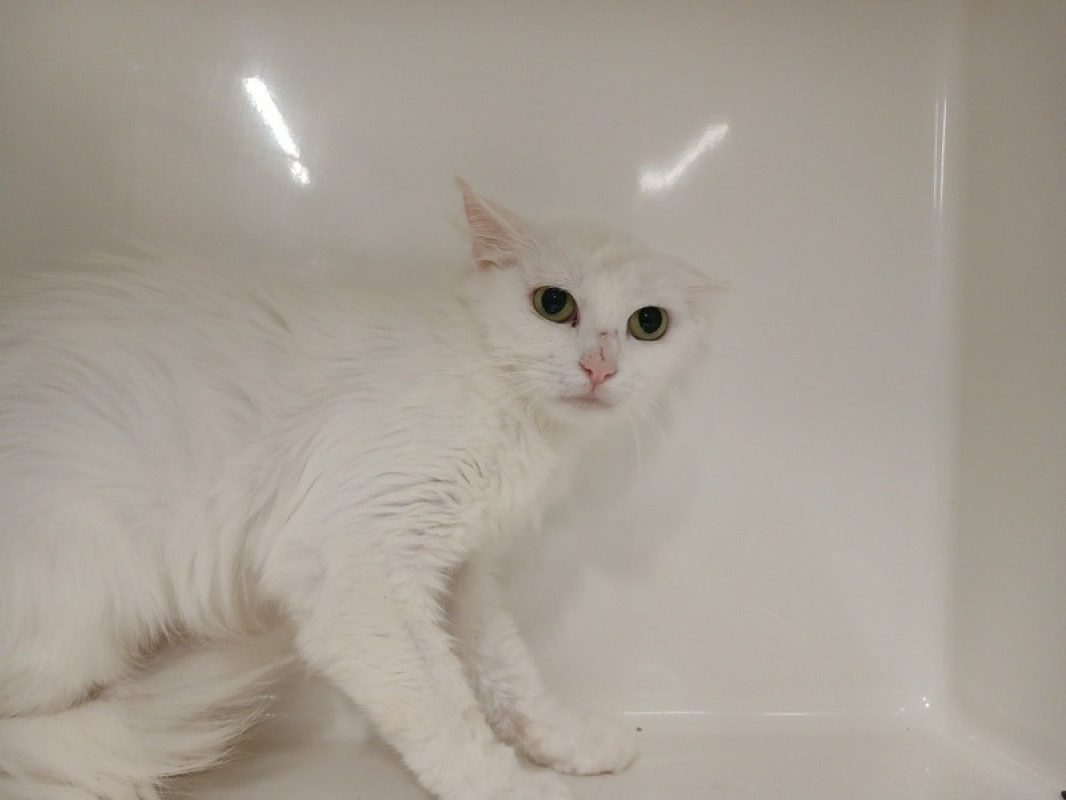 Lois - Chat Européen à adopter