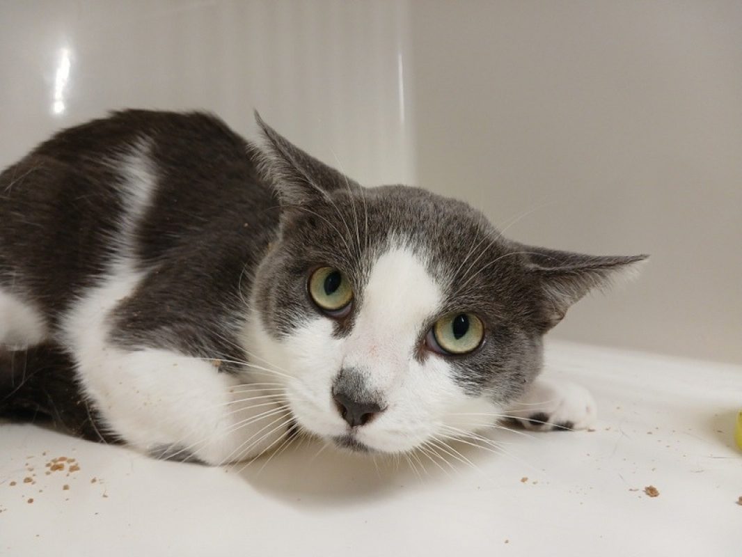 Jim - Chat Européen à adopter