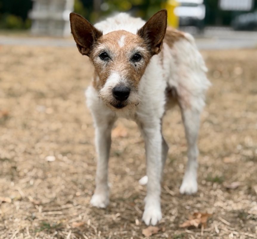 Milie - Chien à adopter