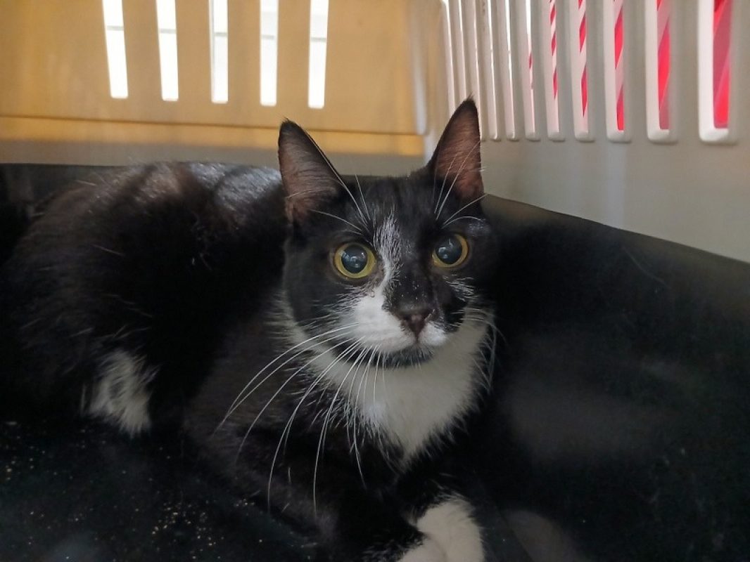 Haumea - Chat Européen à adopter