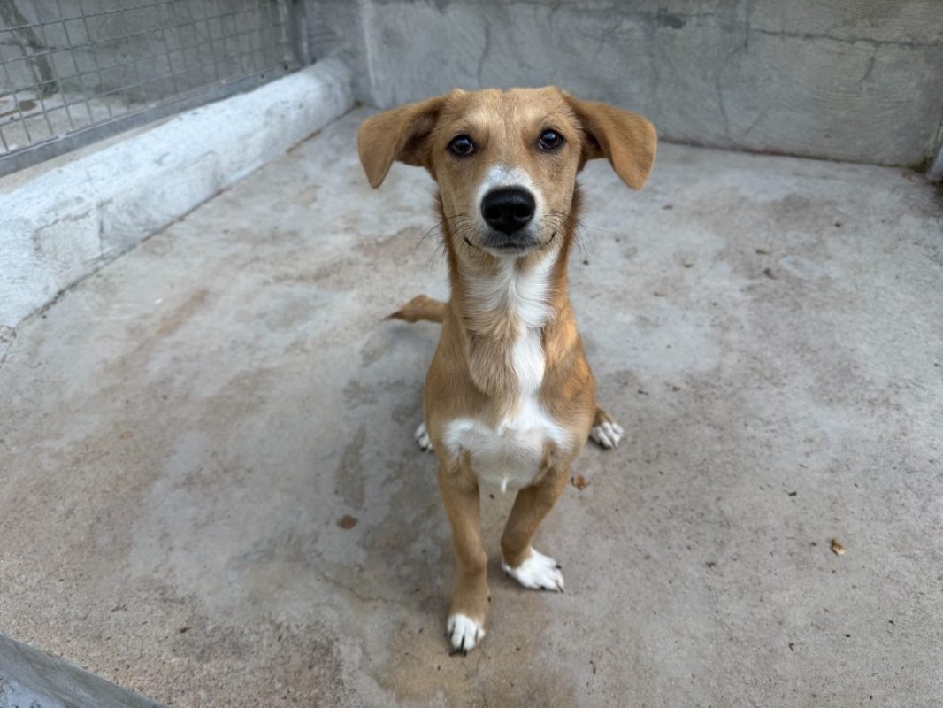 Emil - Chien à adopter