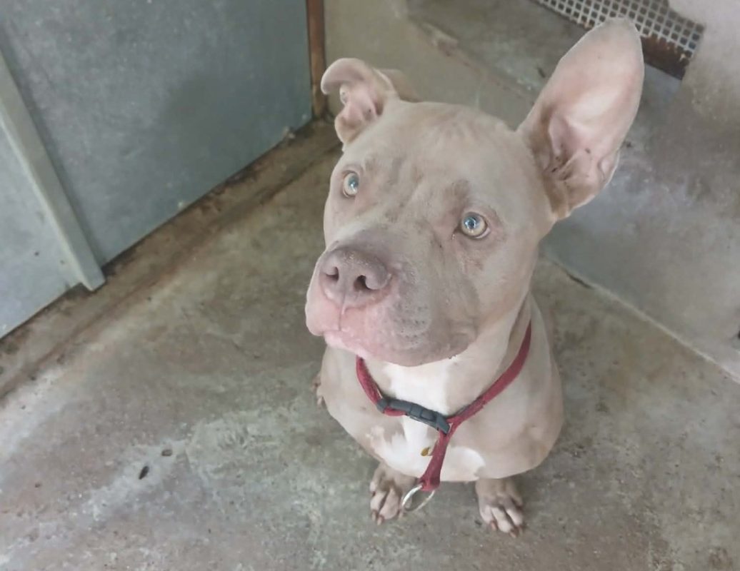 Kyra - Chien American Bully à adopter
