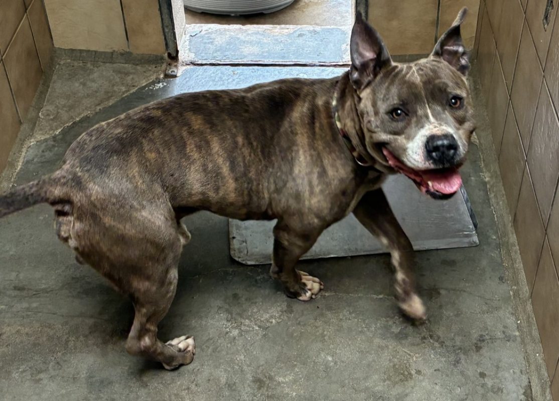 Goku dit oslo - Chien à adopter