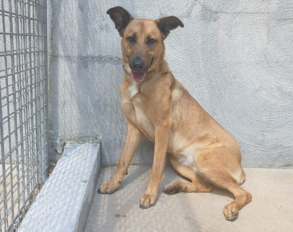 Aura - Chien à adopter