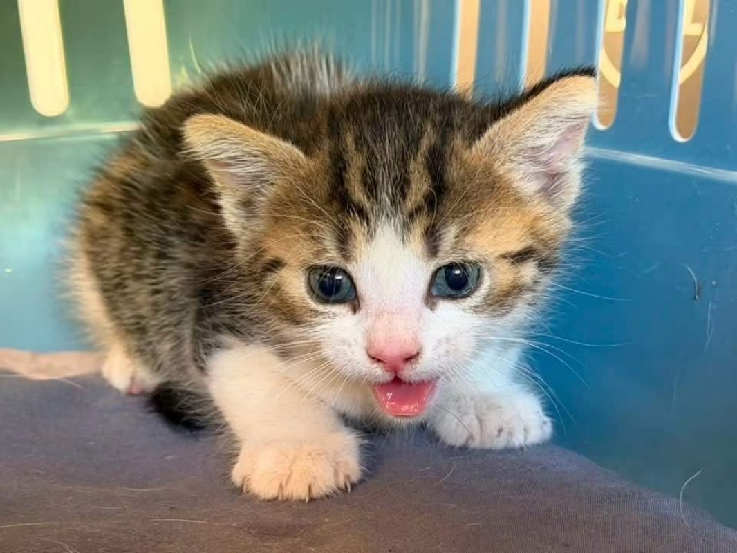 Ti bouchon - Chat Européen à adopter