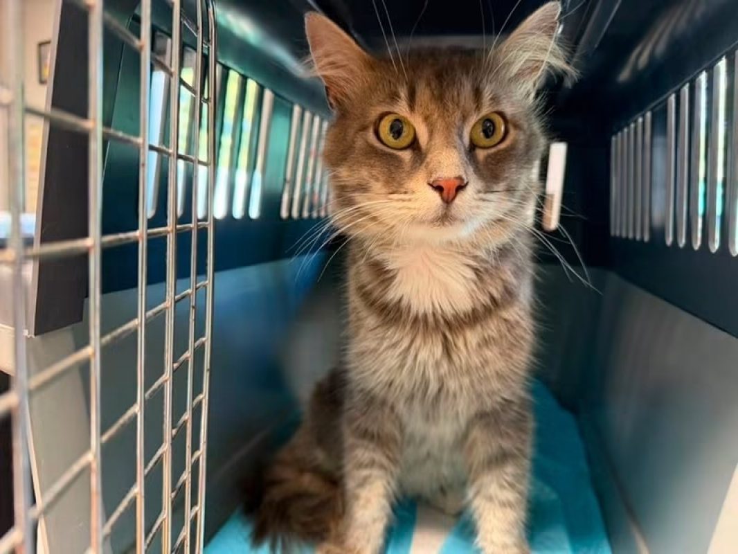 Grinardo - Chat Angora Turc à adopter