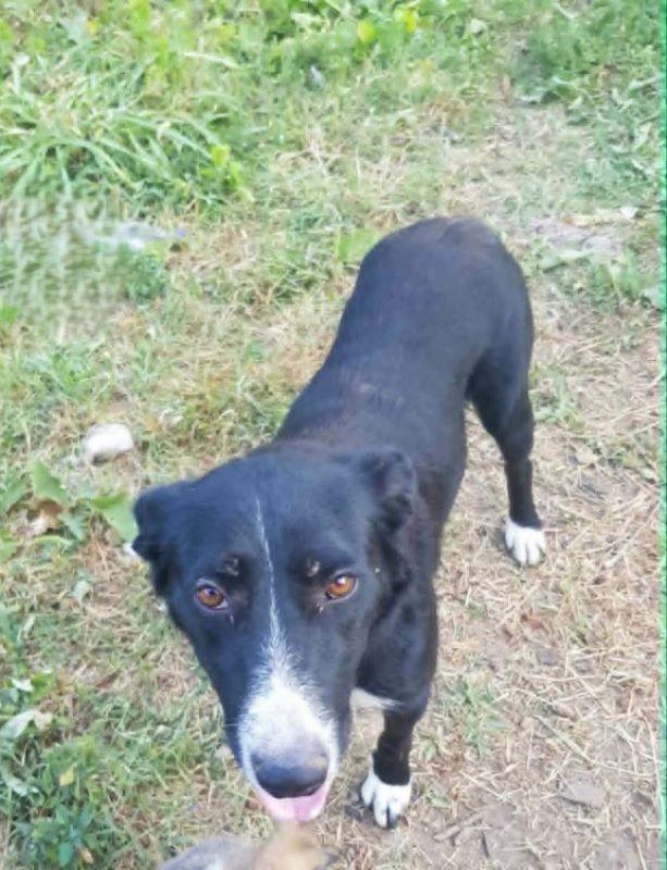 Balzane - Chien à adopter - photo 2