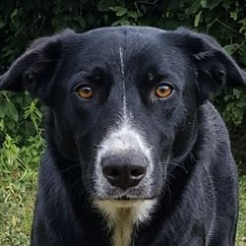 Balzane - Chien à adopter