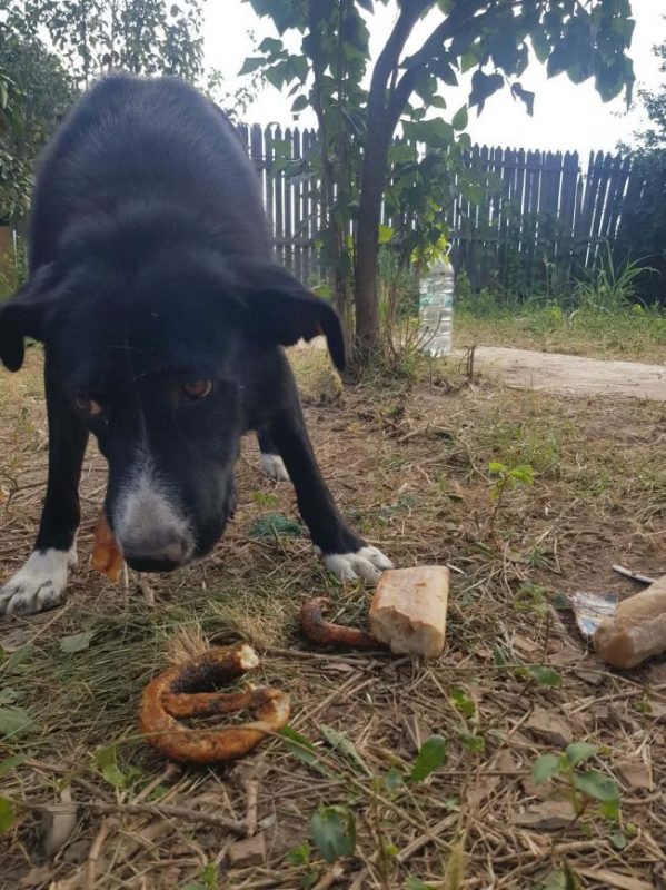 Balzane - Chien à adopter - photo 3