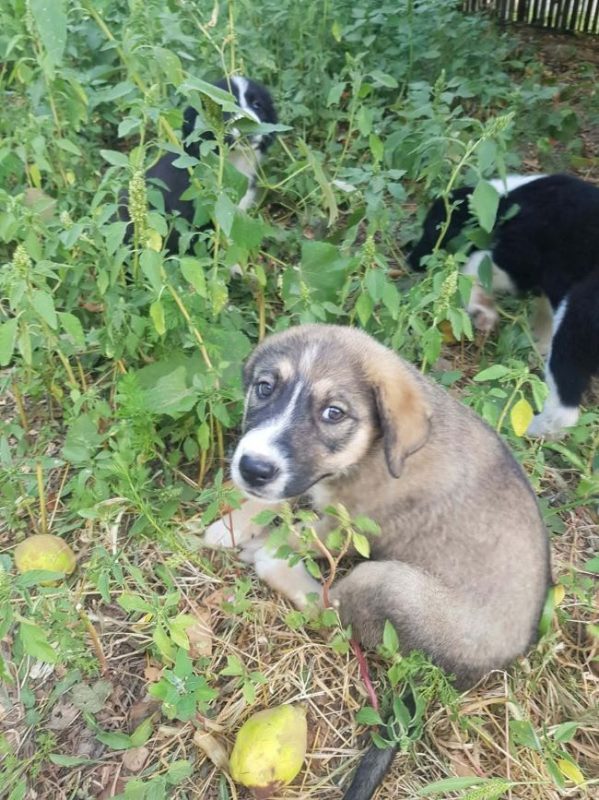 Bounce - Chien à adopter - photo 2