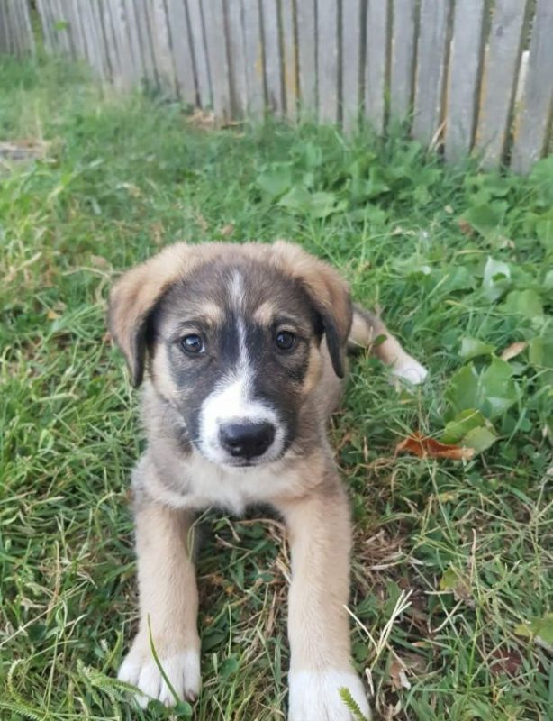 Bounce - Chien à adopter - photo 3