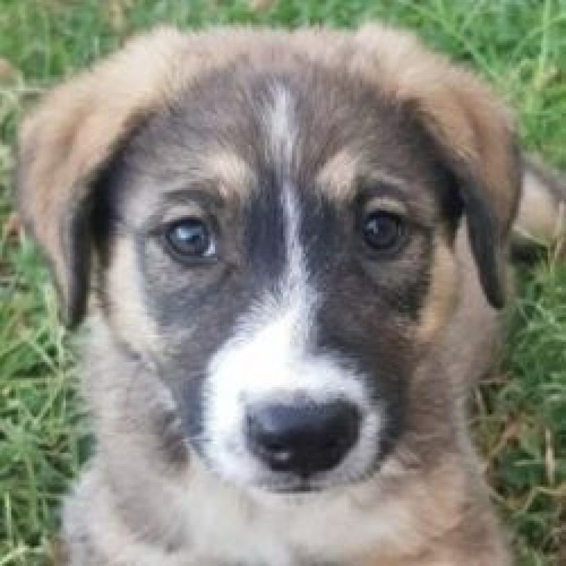 Bounce - Chien à adopter