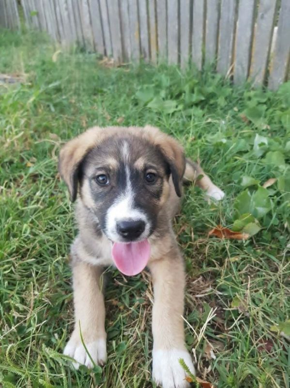 Bounce - Chien à adopter - photo 4