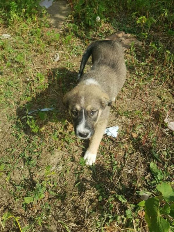 Bounce - Chien à adopter - photo 5