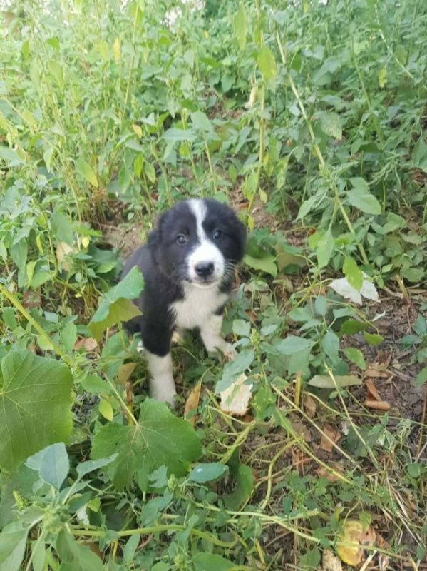 Bree - Chien à adopter - photo 3