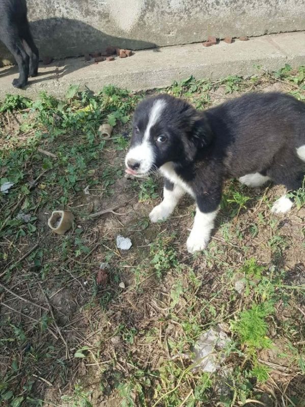 Bree - Chien à adopter - photo 4