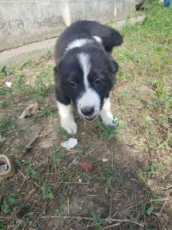 Bree - Chien à adopter - photo 6