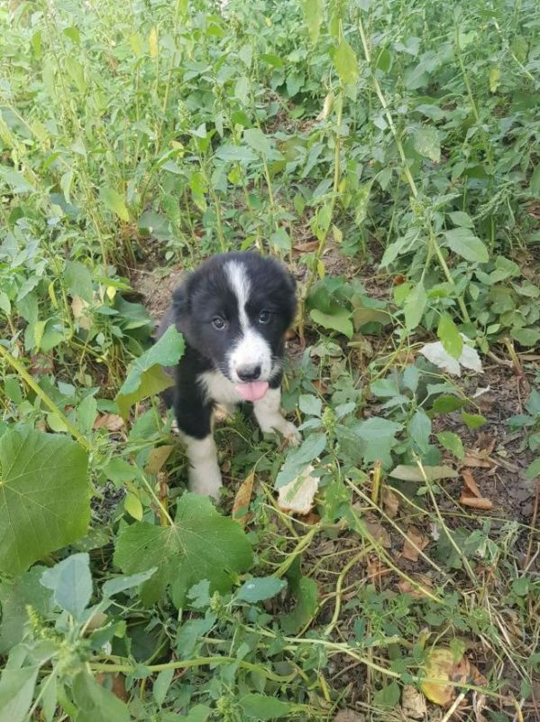 Bree - Chien à adopter - photo 2