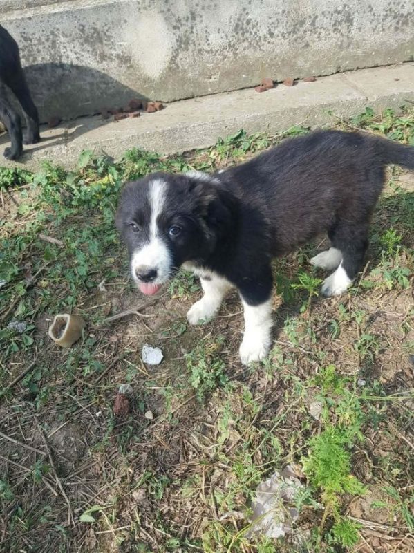 Bree - Chien à adopter - photo 5