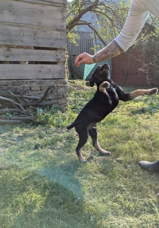 Dorian - Chien à adopter - photo 3
