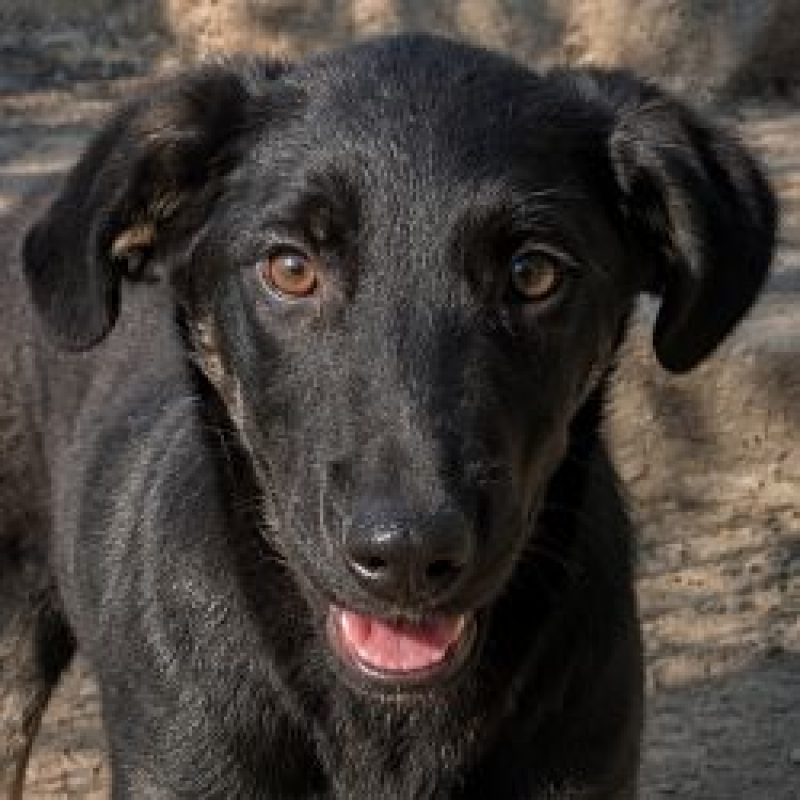 Dorian - Chien à adopter