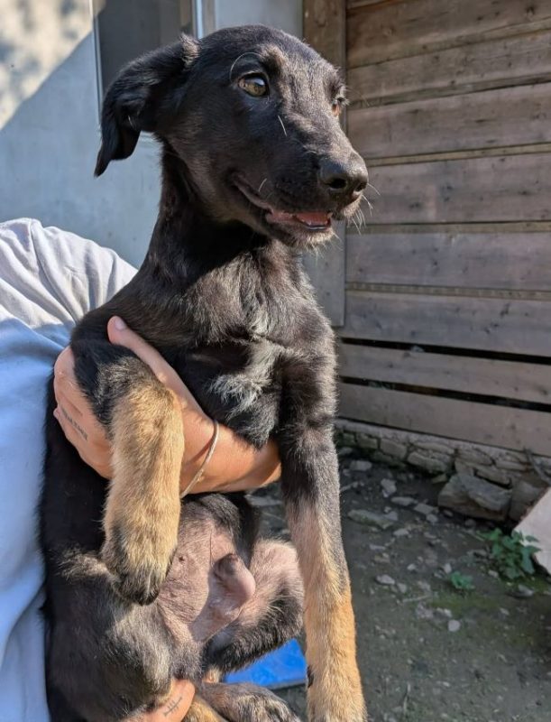 Dorian - Chien à adopter - photo 5