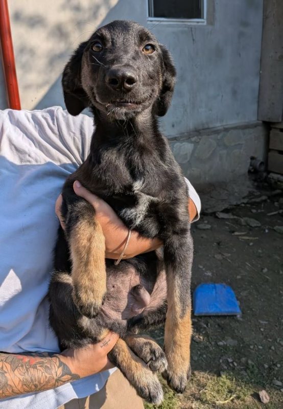 Dorian - Chien à adopter - photo 4