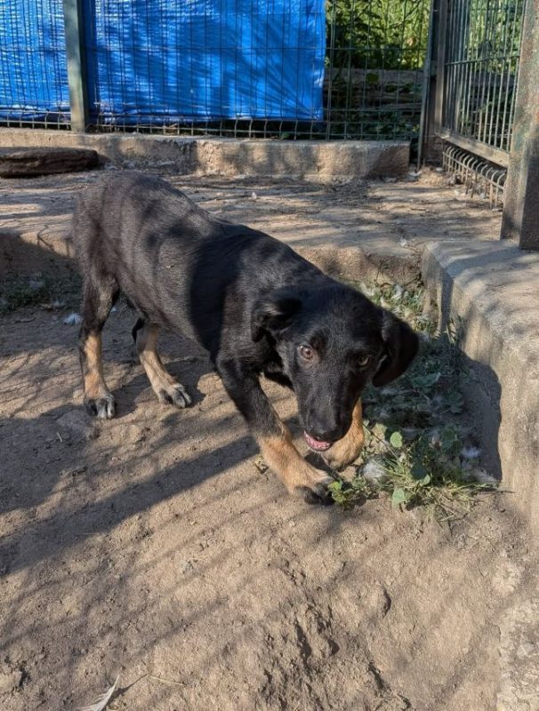 Dorian - Chien à adopter - photo 2