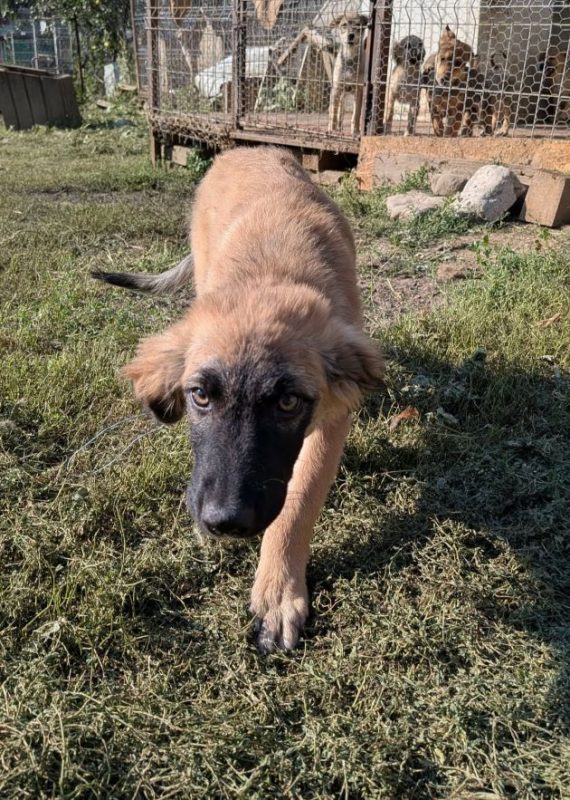 Milton - Chien à adopter - photo 3