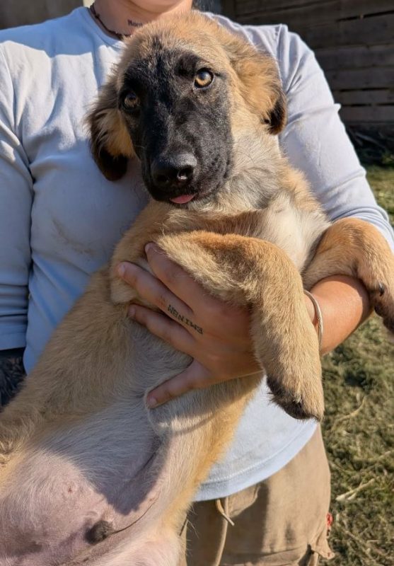 Milton - Chien à adopter - photo 5